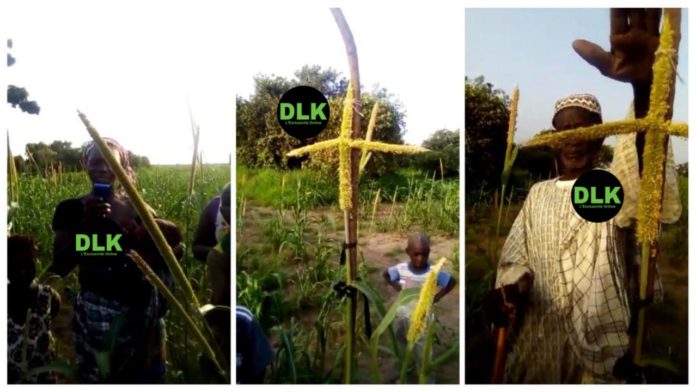 VIDEO. Miracle à Thiès : Une tige de maïs en forme de croix fleurie dans le champs d'un Imam